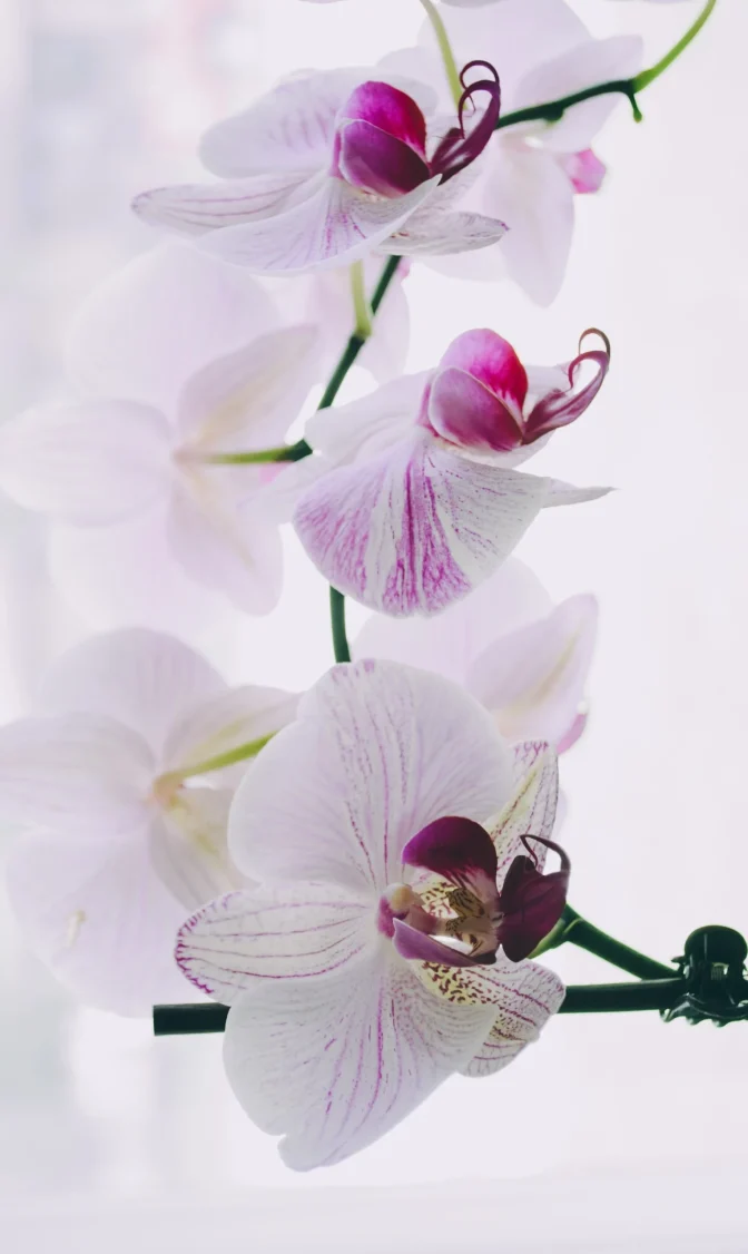 Counselling London, flowers